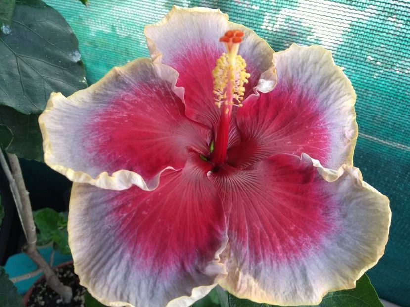  - Indian Divine Grace