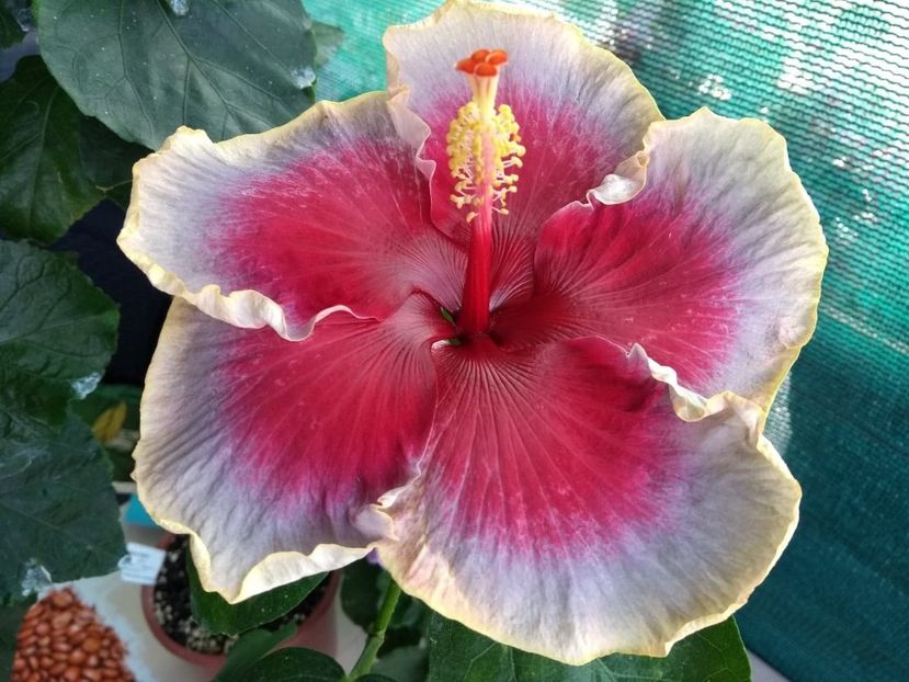  - Indian Divine Grace