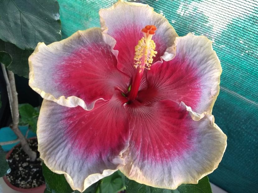  - Indian Divine Grace