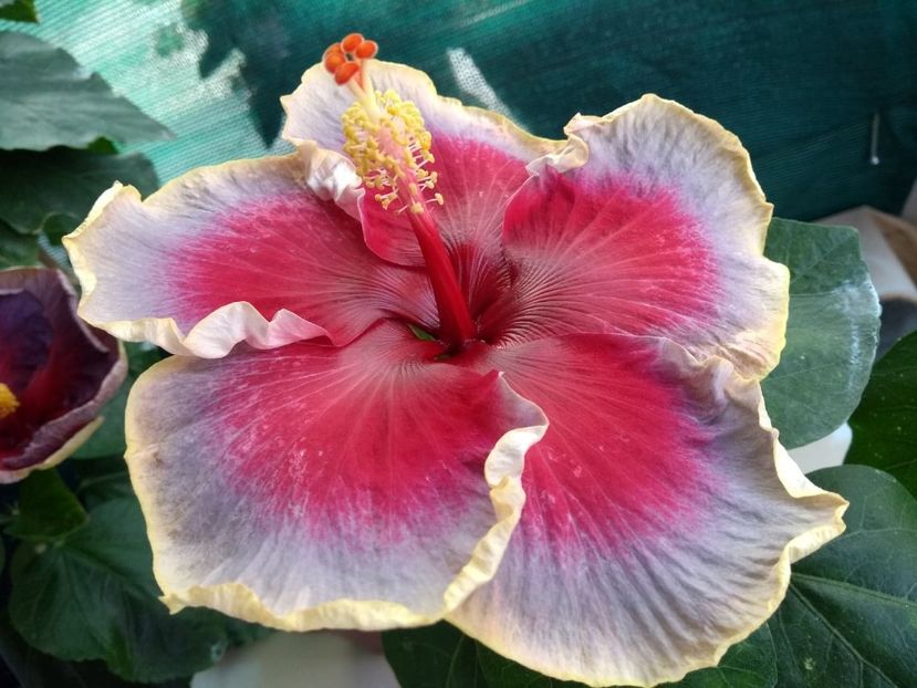  - Indian Divine Grace