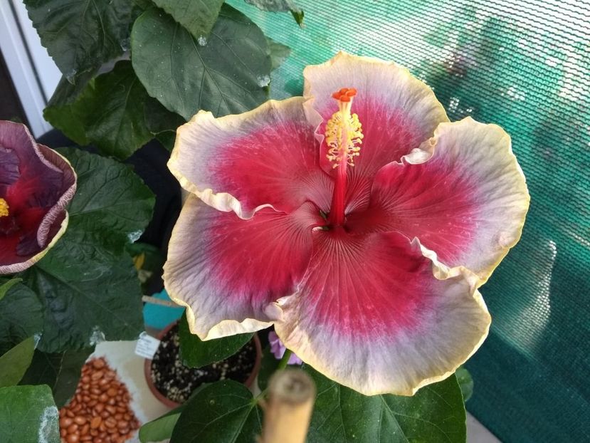  - Indian Divine Grace