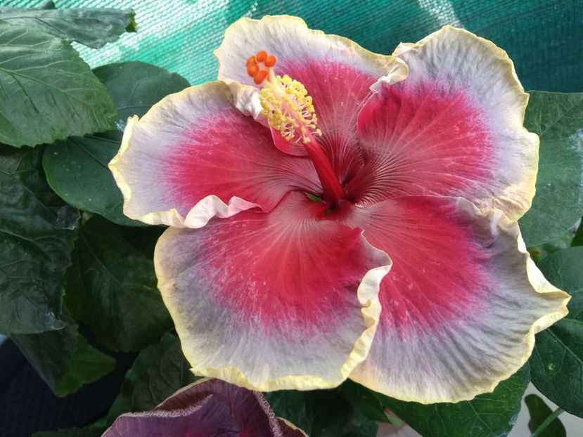  - Indian Divine Grace