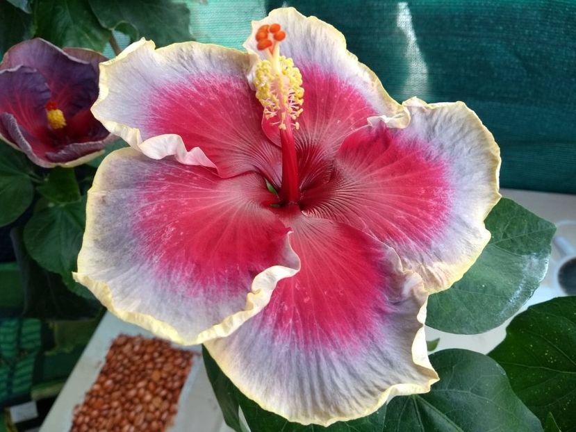  - Indian Divine Grace