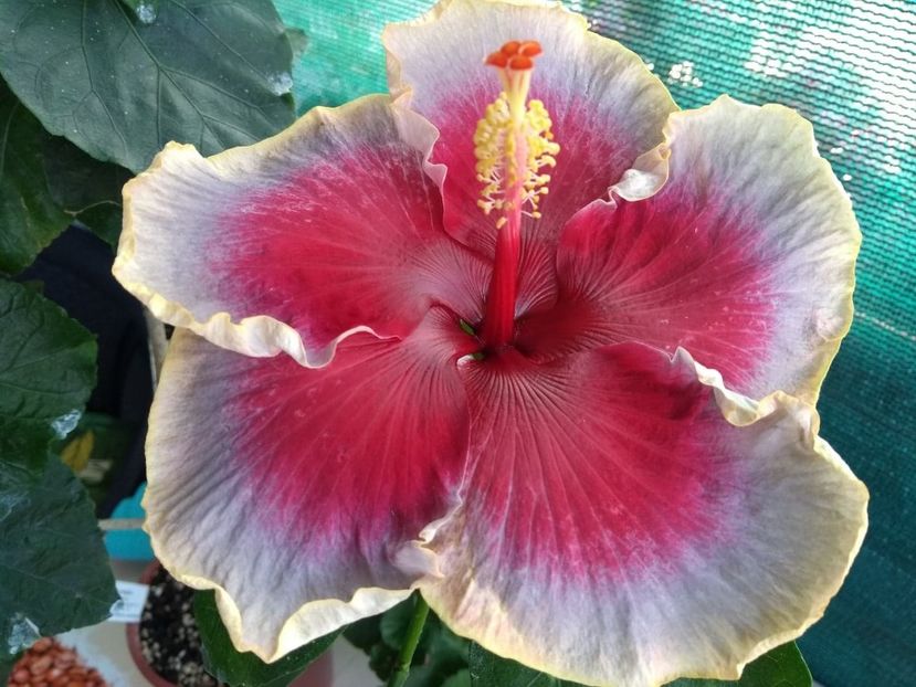  - Indian Divine Grace