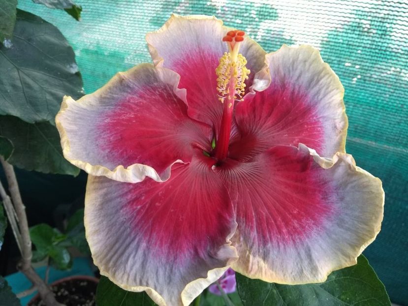  - Indian Divine Grace