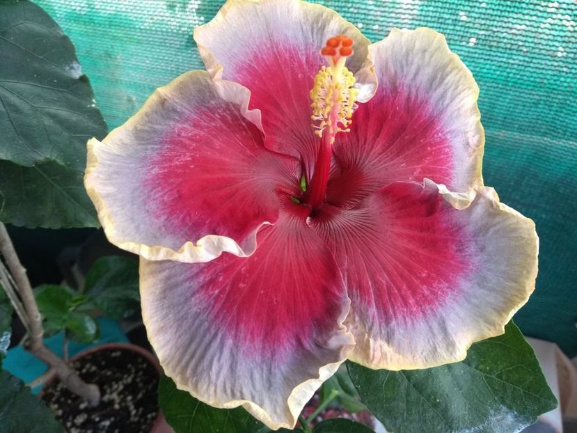  - Indian Divine Grace