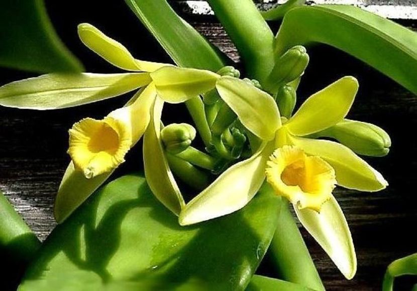 floare de vanila - VANILIA