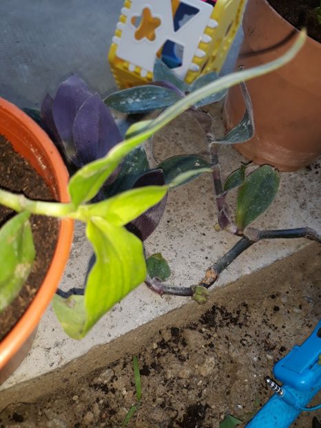 2 tradescantia - Plantutele mele