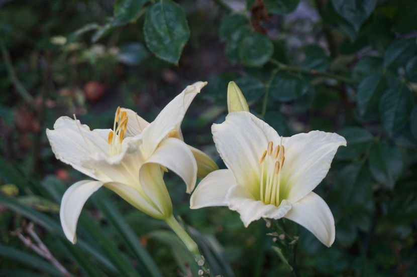  - Hemerocallis 2018- 2019