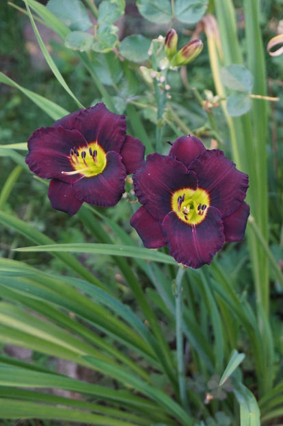  - Hemerocallis 2018- 2019