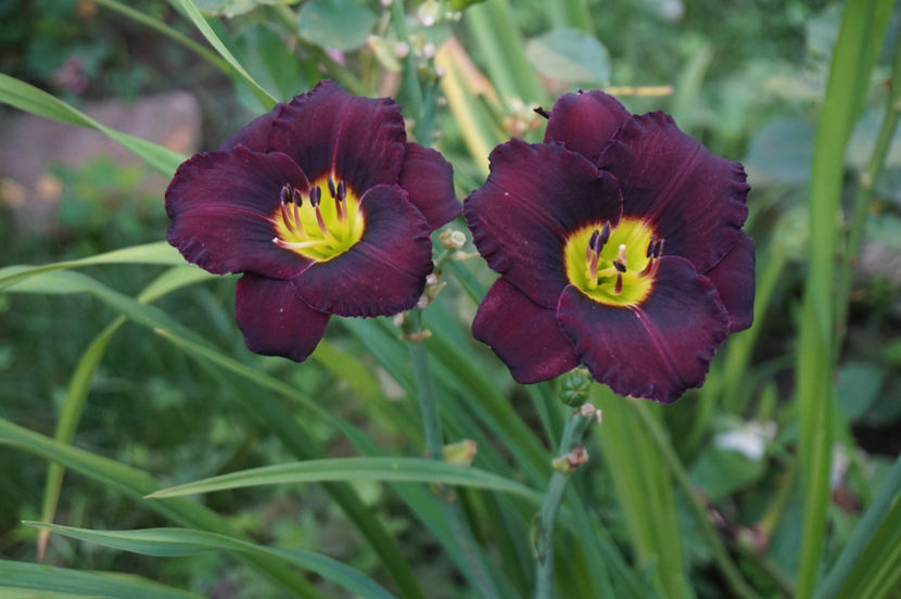 Cinderella s Dark Side - Hemerocallis 2018- 2019