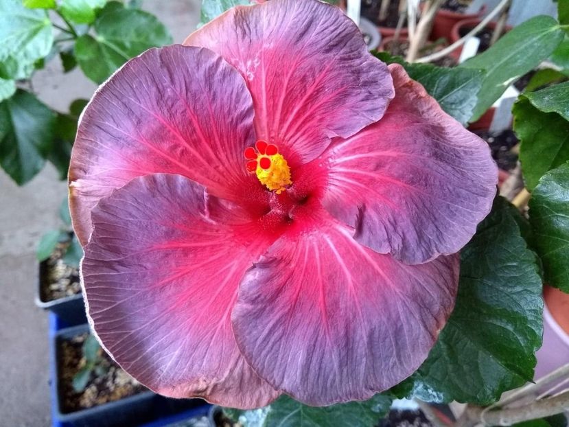 Nightfire - 0Hibiscus in colectie infloriti