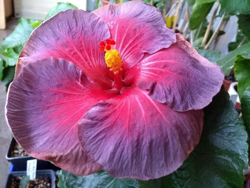 Nightfire - 0Hibiscus in colectie infloriti