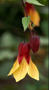 ABUTILON - ABUTILON SAU ARTARUL CU FLORI