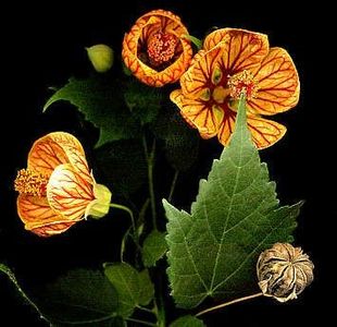 ABUTILON - ABUTILON SAU ARTARUL CU FLORI