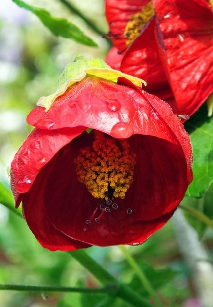 ABUTILON - ABUTILON SAU ARTARUL CU FLORI