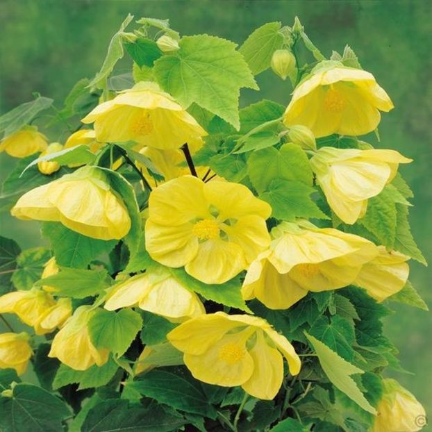 CAUT  ABUTILON  GOLDEN  JULIA - ABUTILON SAU ARTARUL CU FLORI