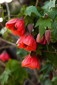 Abutilon - ABUTILON SAU ARTARUL CU FLORI