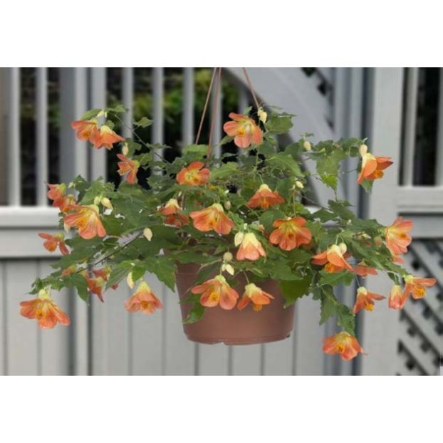 ABUTILON - ABUTILON SAU ARTARUL CU FLORI