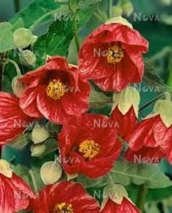 ABUTILON - ABUTILON SAU ARTARUL CU FLORI