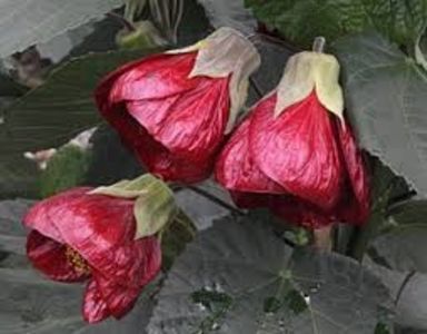 ABUTILON - ABUTILON SAU ARTARUL CU FLORI