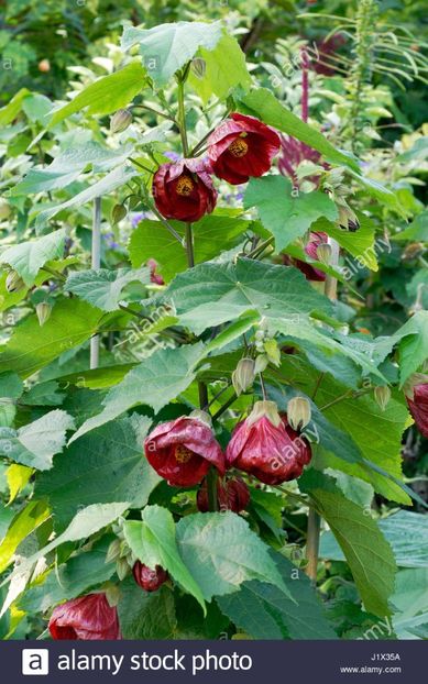 ABUTILON - ABUTILON SAU ARTARUL CU FLORI