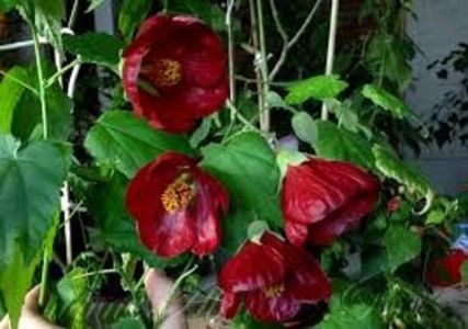 ABUTILON - ABUTILON SAU ARTARUL CU FLORI