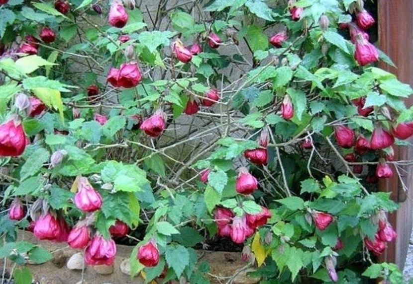 ABUTILON - ABUTILON SAU ARTARUL CU FLORI