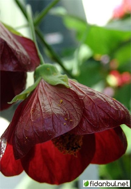 Abutilon Nabob Red Fidanı - ABUTILON SAU ARTARUL CU FLORI