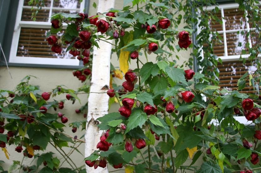 abutilon nabob - ABUTILON SAU ARTARUL CU FLORI