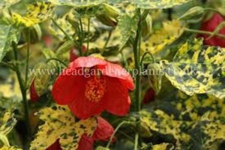 ABUTILON - ABUTILON SAU ARTARUL CU FLORI