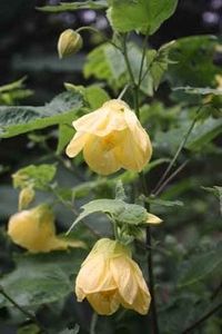 ABUTILON - ABUTILON SAU ARTARUL CU FLORI