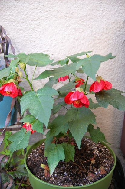 ABUTILON - ABUTILON SAU ARTARUL CU FLORI