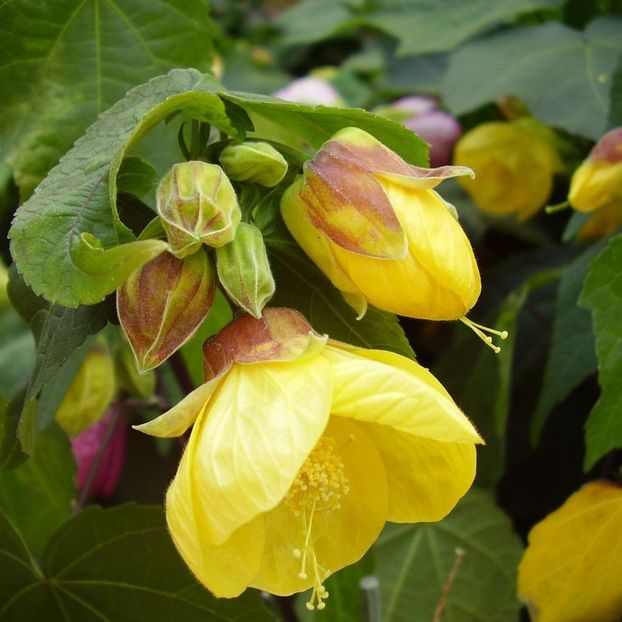 ABUTILON - ABUTILON SAU ARTARUL CU FLORI