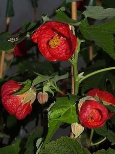 ABUTILON - ABUTILON SAU ARTARUL CU FLORI