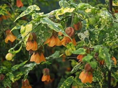 ABUTILON - ABUTILON SAU ARTARUL CU FLORI