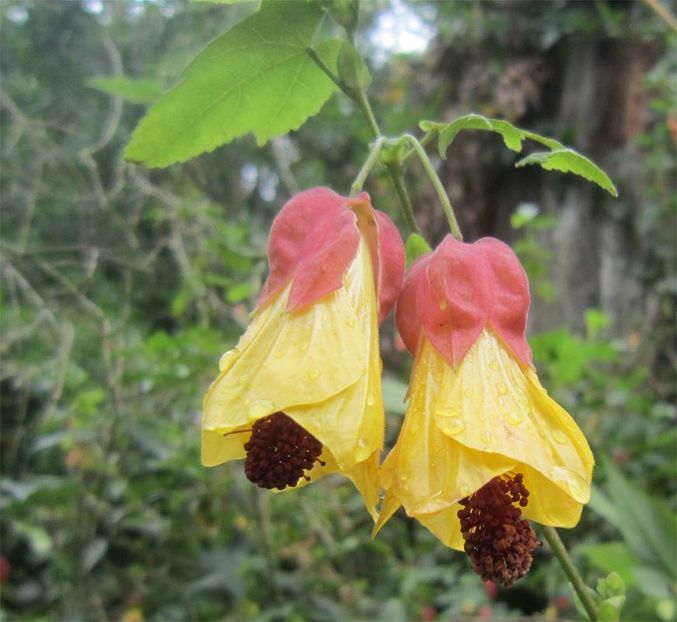 Abutilon-megapotamicum - ABUTILON SAU ARTARUL CU FLORI