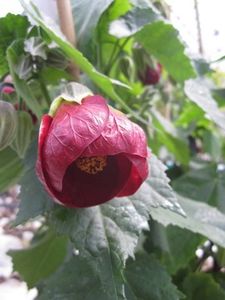 Abutilon-Nabob - ABUTILON SAU ARTARUL CU FLORI
