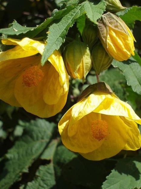 Yellow abutilon - ABUTILON SAU ARTARUL CU FLORI