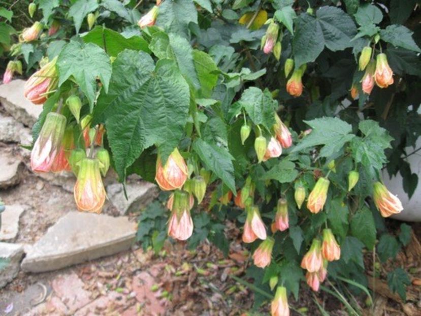 Abutilon - ABUTILON SAU ARTARUL CU FLORI