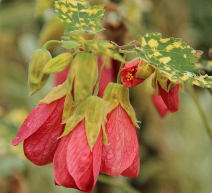 ABUTILON - ABUTILON SAU ARTARUL CU FLORI