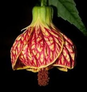 Abutilon Red Tiger - ABUTILON SAU ARTARUL CU FLORI