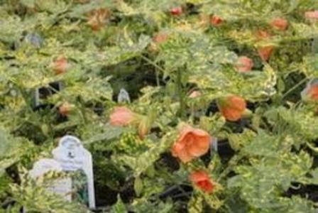 ABUTILON - ABUTILON SAU ARTARUL CU FLORI
