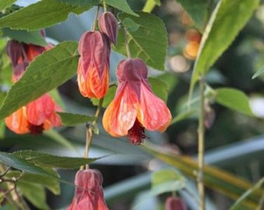 ABUTILON - ABUTILON SAU ARTARUL CU FLORI