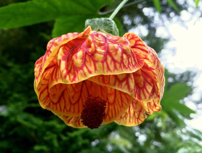 ABUTILON - ABUTILON SAU ARTARUL CU FLORI