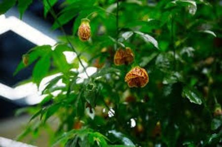 ABUTILON - ABUTILON SAU ARTARUL CU FLORI