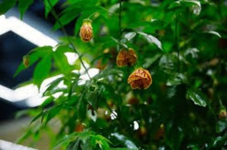 ABUTILON - ABUTILON SAU ARTARUL CU FLORI