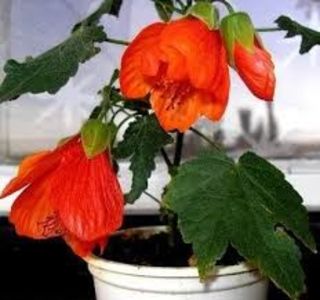 Abutilon - ABUTILON SAU ARTARUL CU FLORI