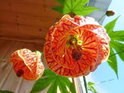 Abutilon Red Tiger - ABUTILON SAU ARTARUL CU FLORI