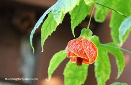 Abutilon Red Tiger - ABUTILON SAU ARTARUL CU FLORI